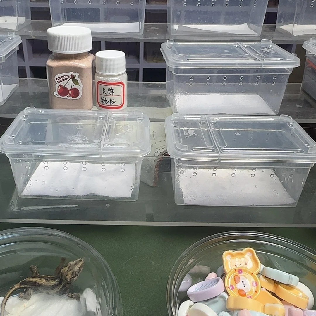 睫角守宫睫角守宫大幼