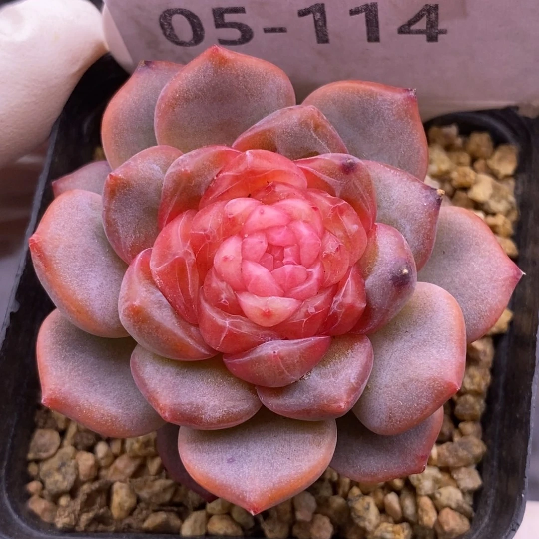 【闪购商品】05-114