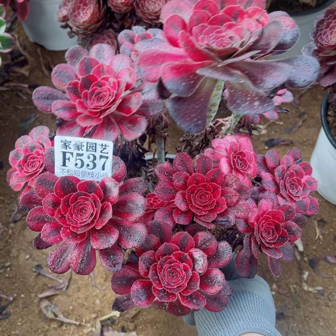 537香奈儿尺寸20左右