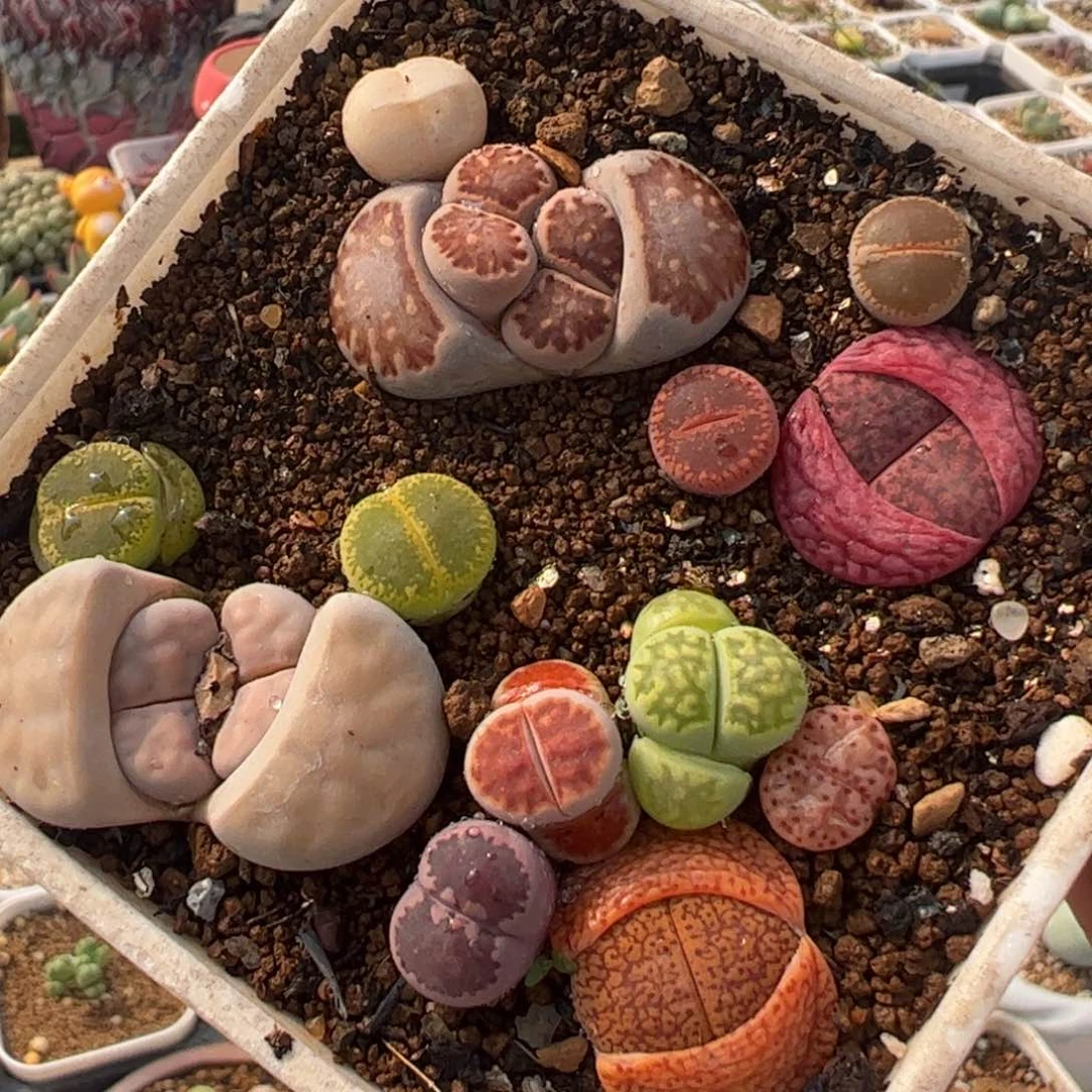 一组脚丫母本组合多肉