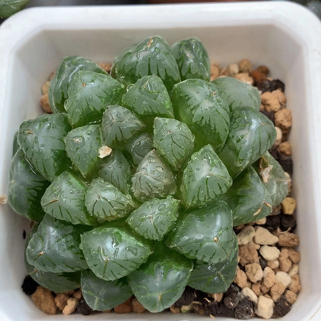 石生玉露带盆带土发货