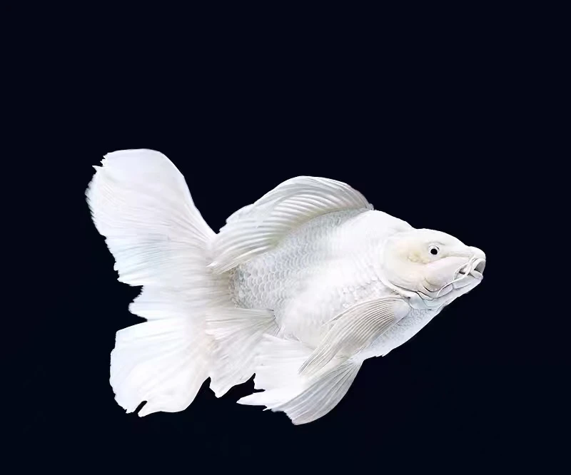 【顺意蝴蝶鲤】16-18公分普身精品赛级贵妃蝴蝶鲤渔场直发顺丰包邮