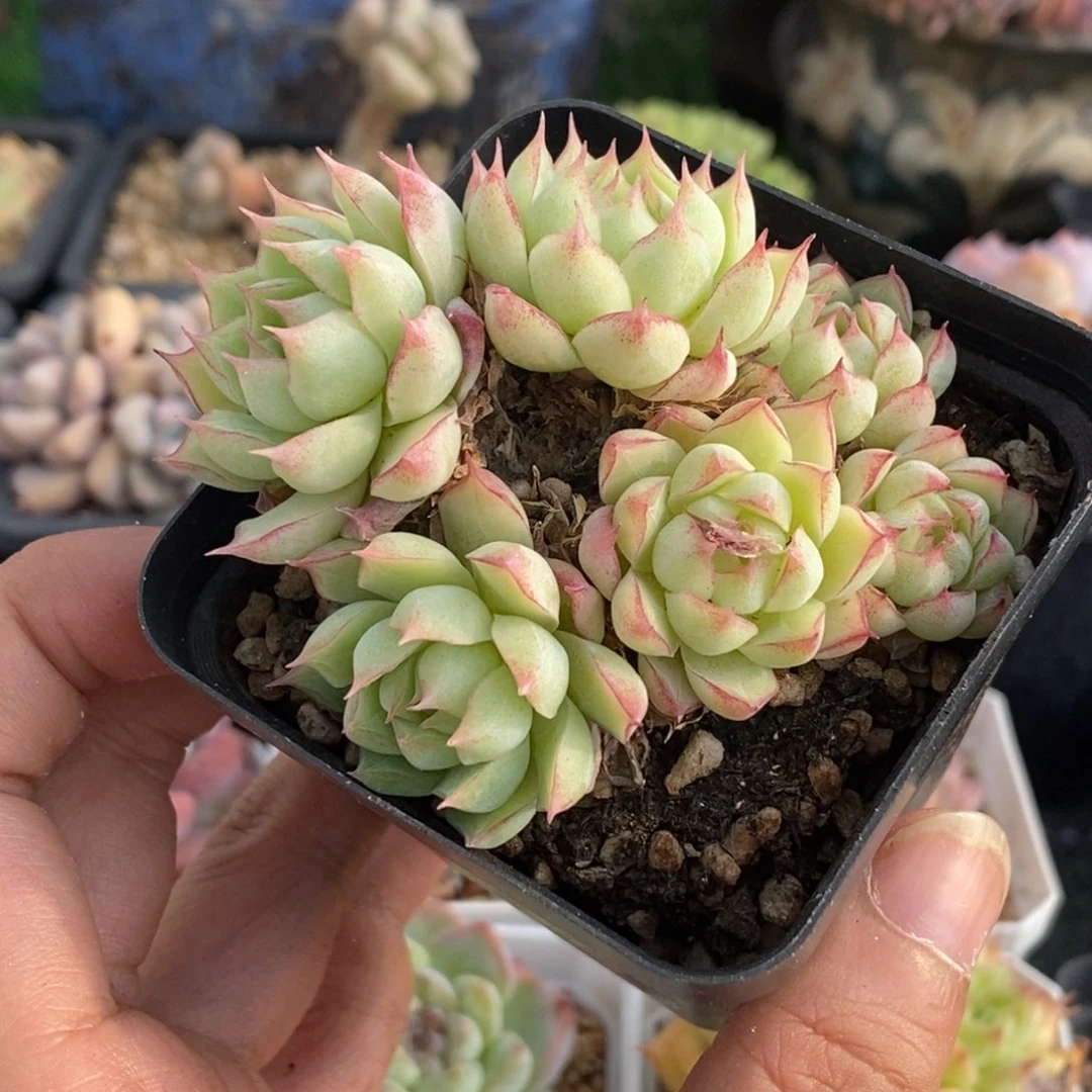 边线睫毛杂交小老桩一物一拍