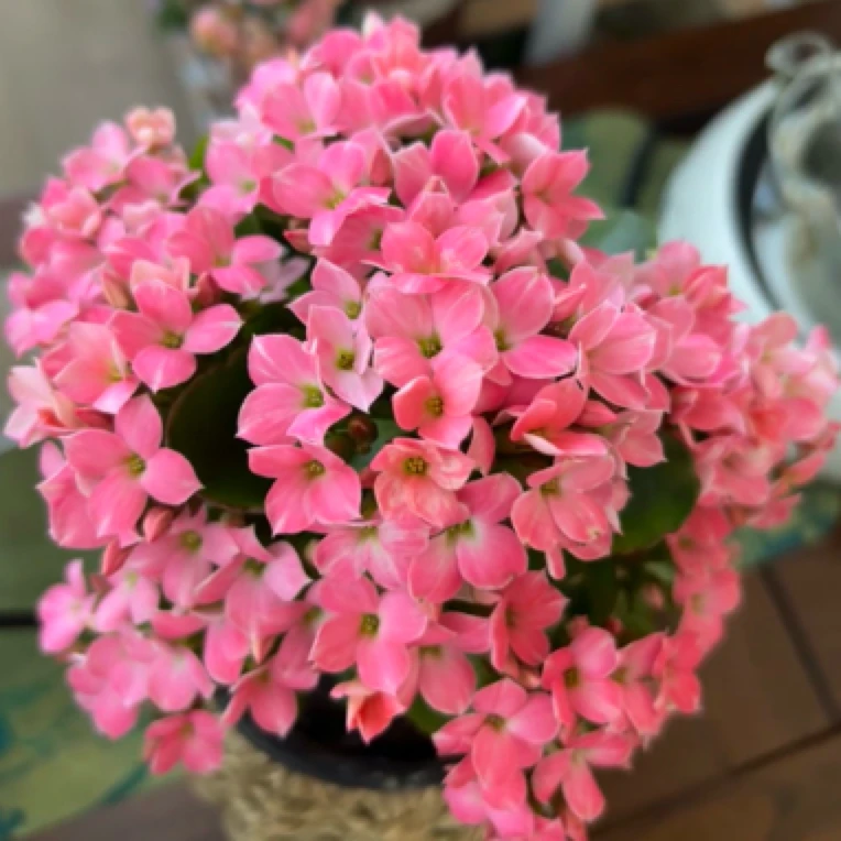 福利款：长寿花顶芽（无根）20棵单瓣重瓣混合，十几个不同品种无标签
