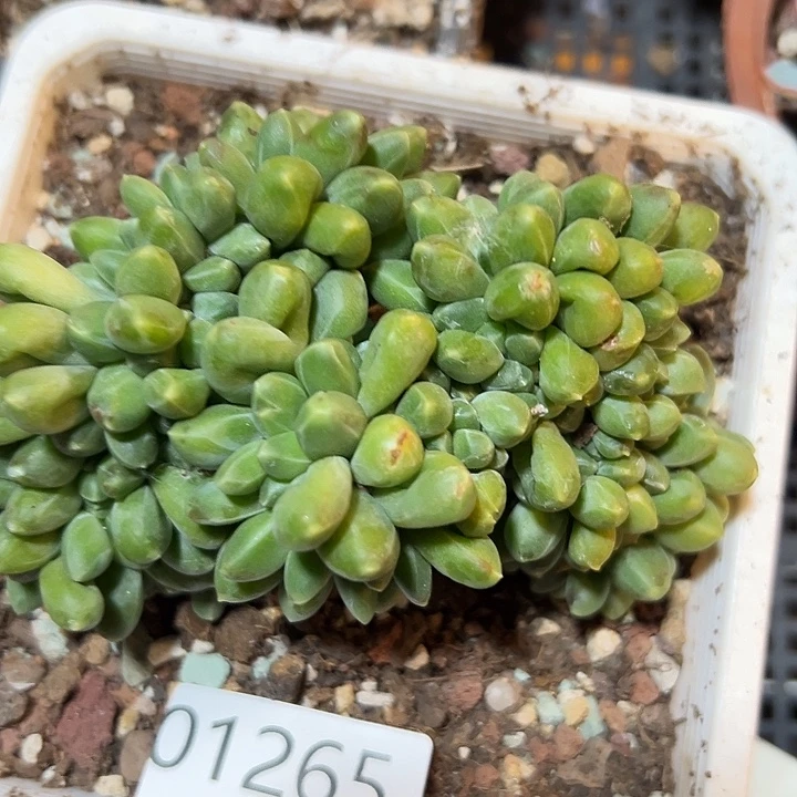 幸运的是我还没遇到幸运