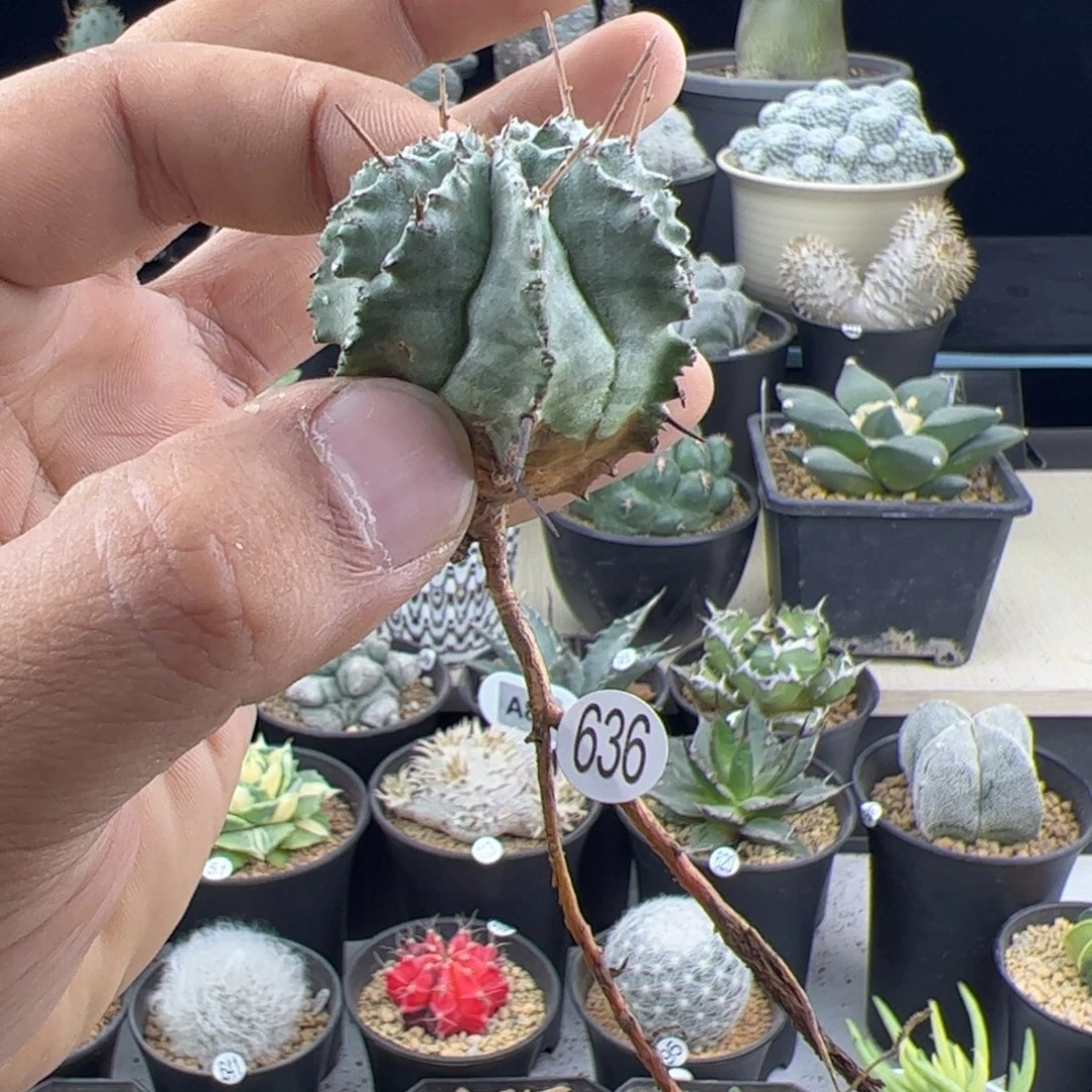 白衣魁伟玉一物一拍