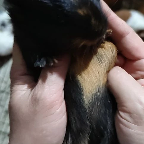 豚鼠玳色花短顺毛荷兰猪