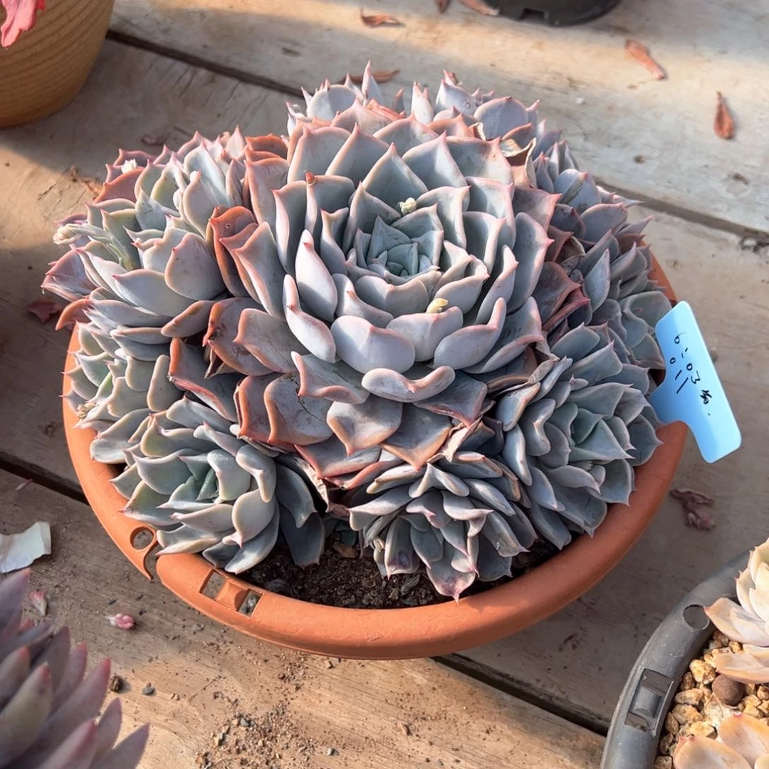 6**3露西娜多肉011号