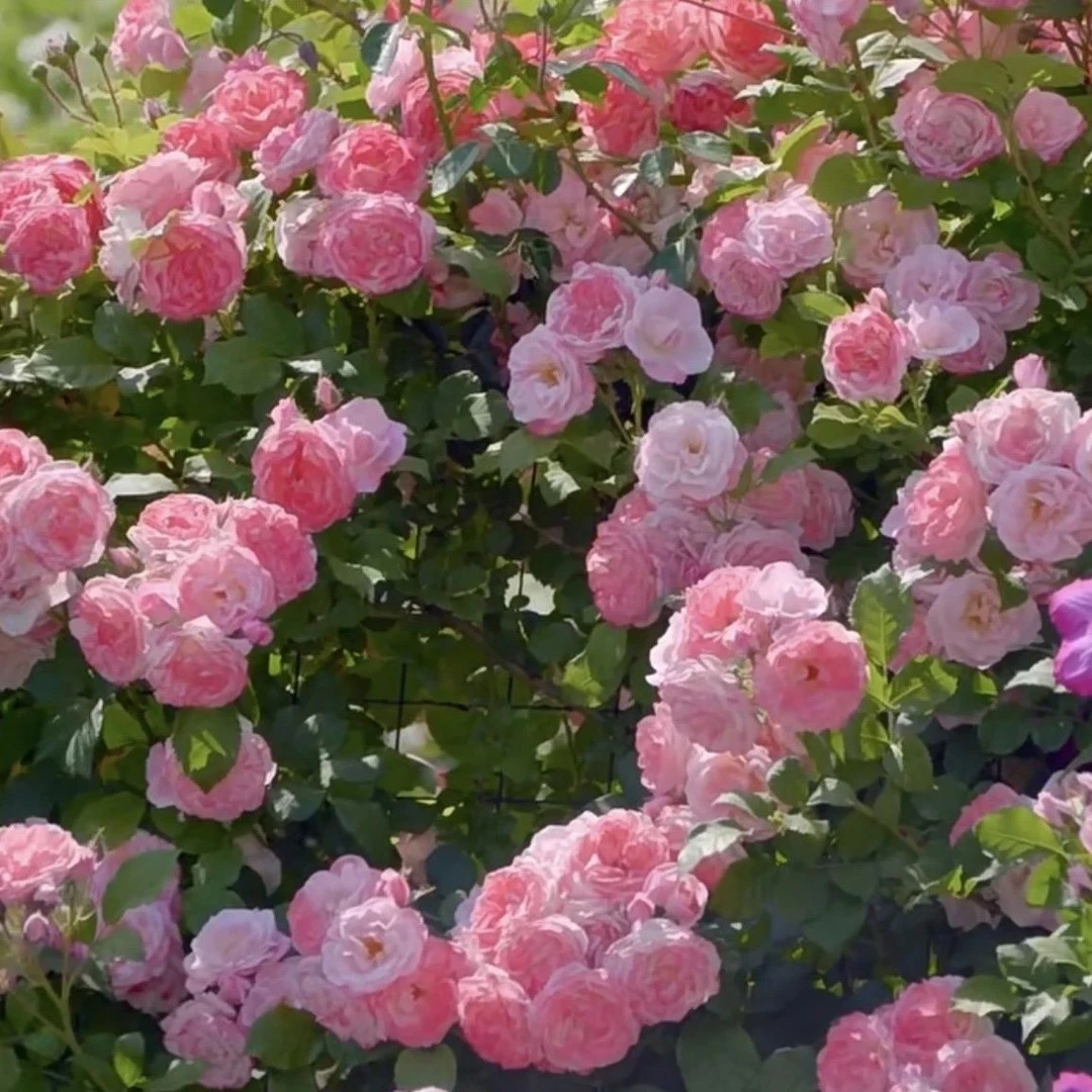 樱霞月季小苗 爬藤抗病性极强  丰花 多季节开花 藤本月季花苗