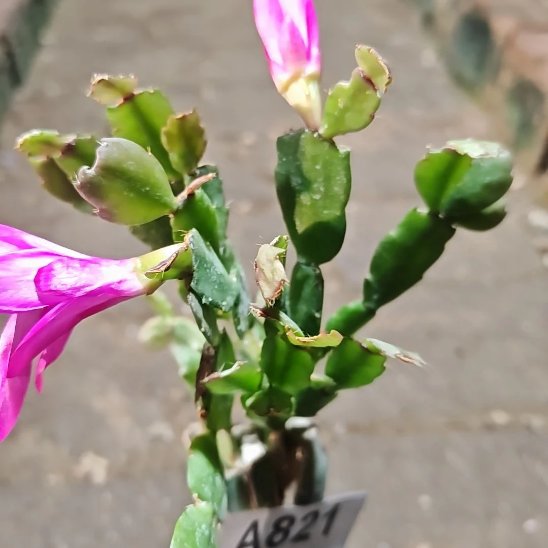 紫单瓣脱土易掉苞芽821