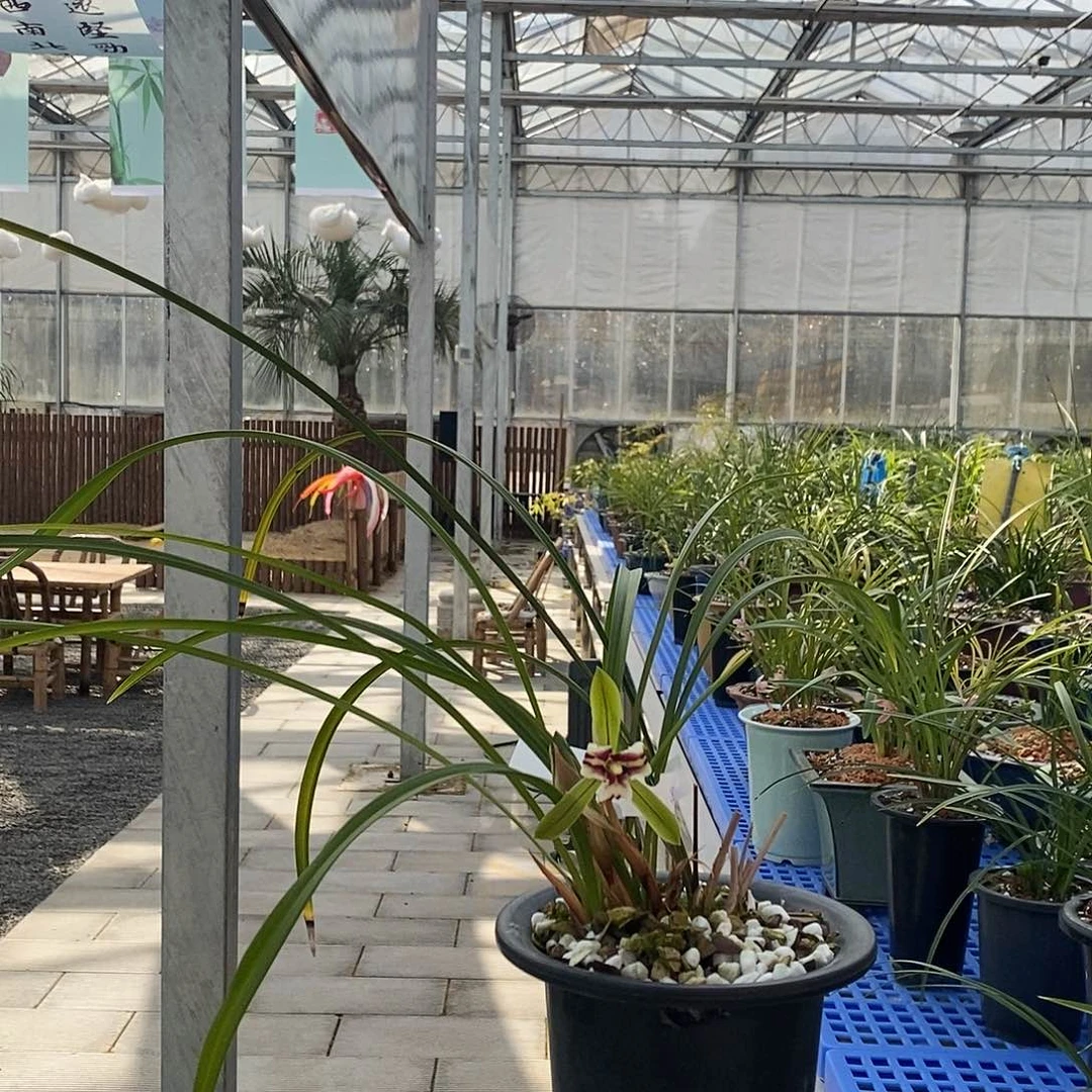 开元，黑**?黑牡丹