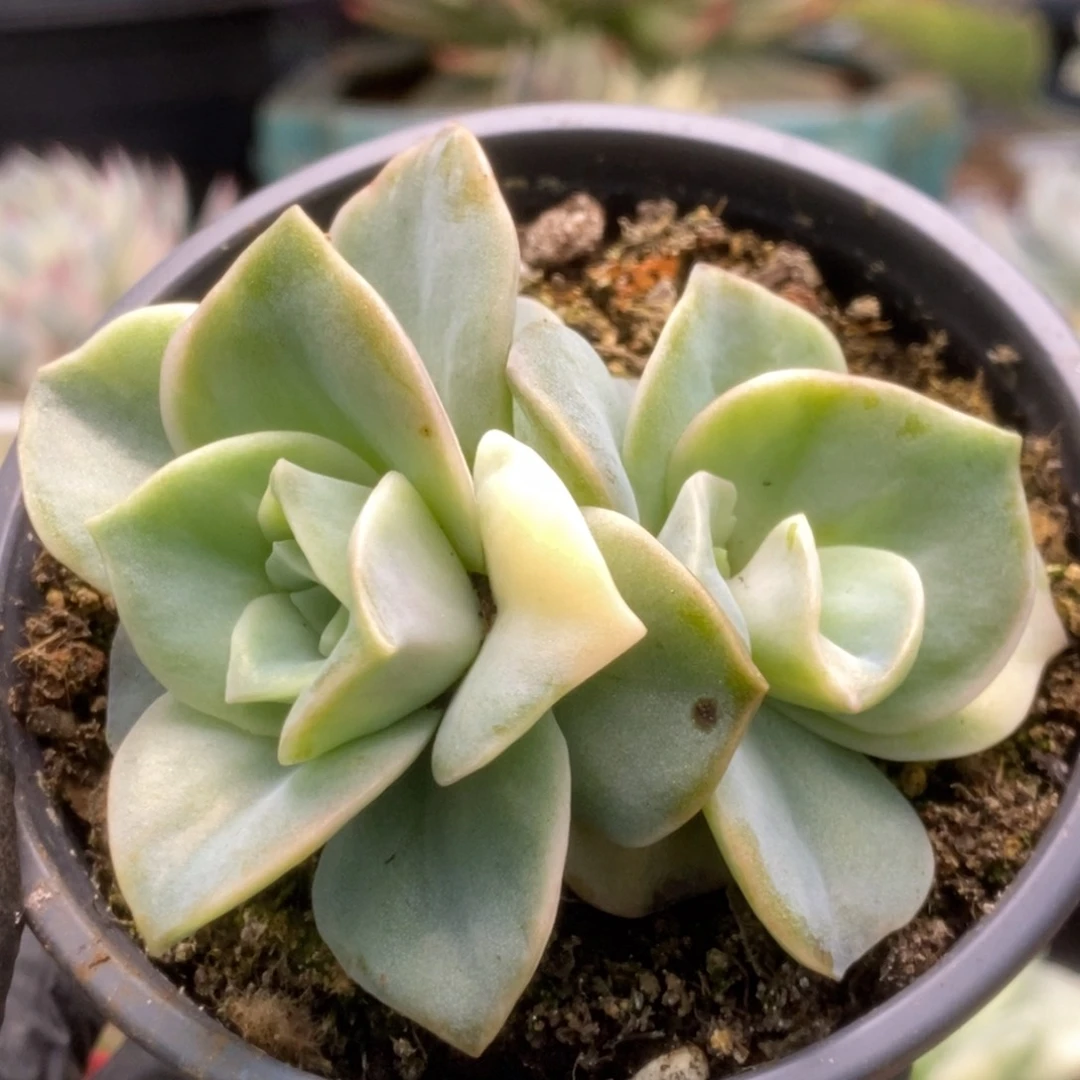 393可爱玫瑰锦锦锦锦锦