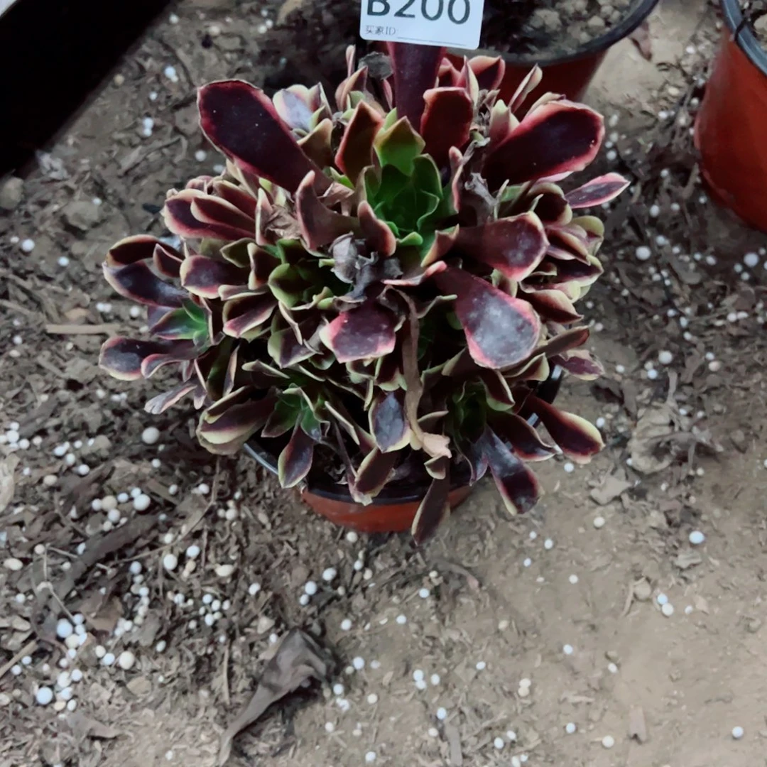 200欧佳丽多肉植物法师