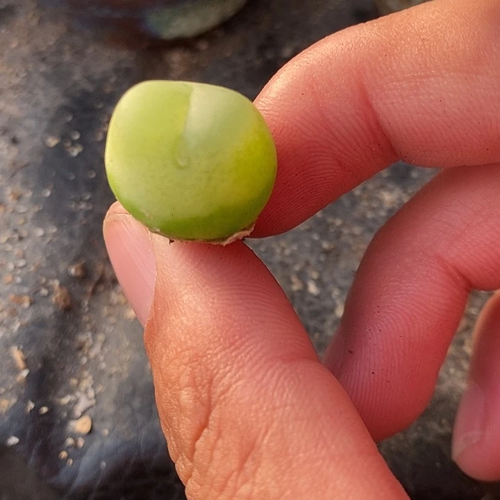 510一颗大拉登一颗。