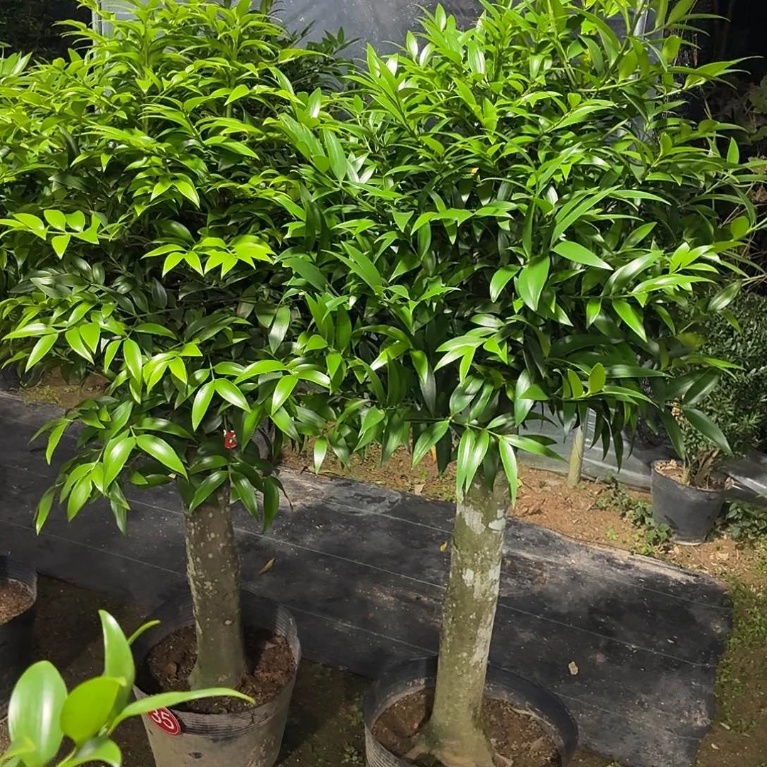 完全开放竹柏老桩一物一拍顺丰包邮
