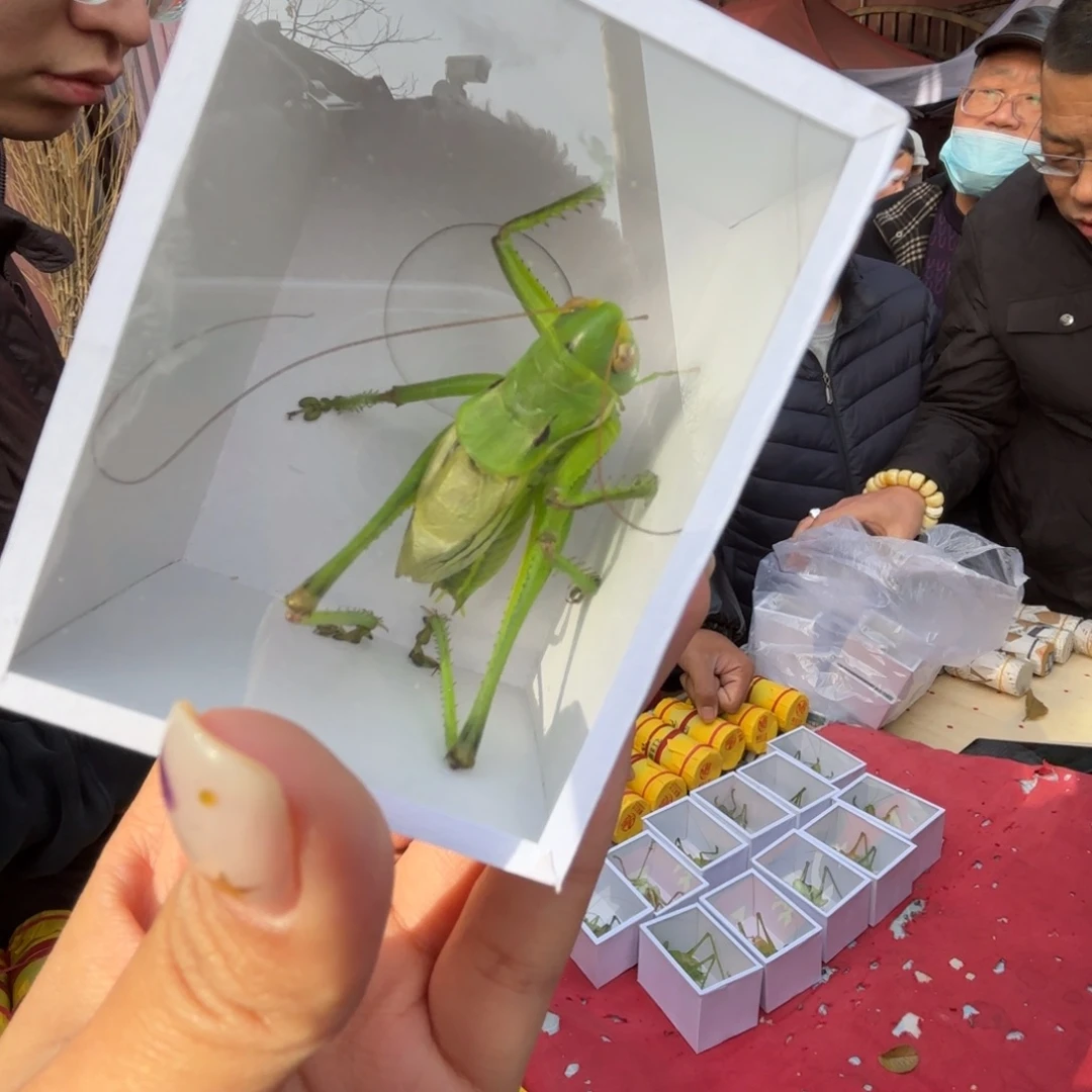 深****蝈蝈蝈蝈福福价格