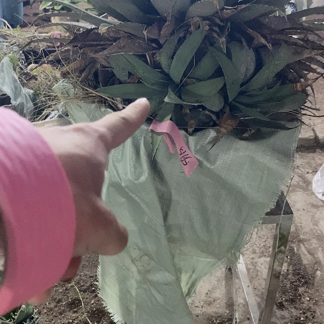 刺***呐5165侧芽一颗11111111