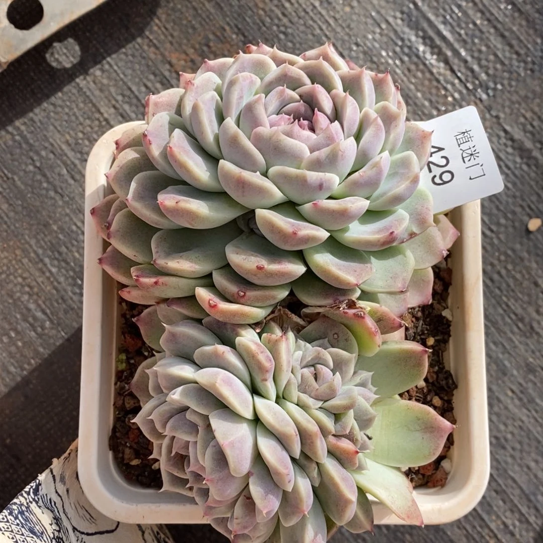 ?**虫杂交精品多肉429