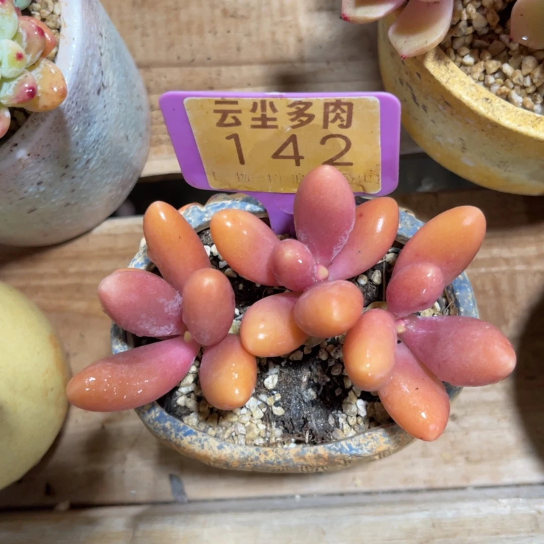 云尘多肉一物一拍不含盆142