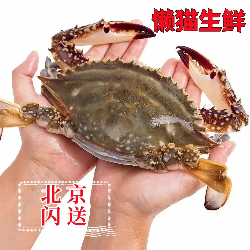 梭子蟹（每斤8-10只左右）海鲜海蟹螃蟹 鲜活海鲜
