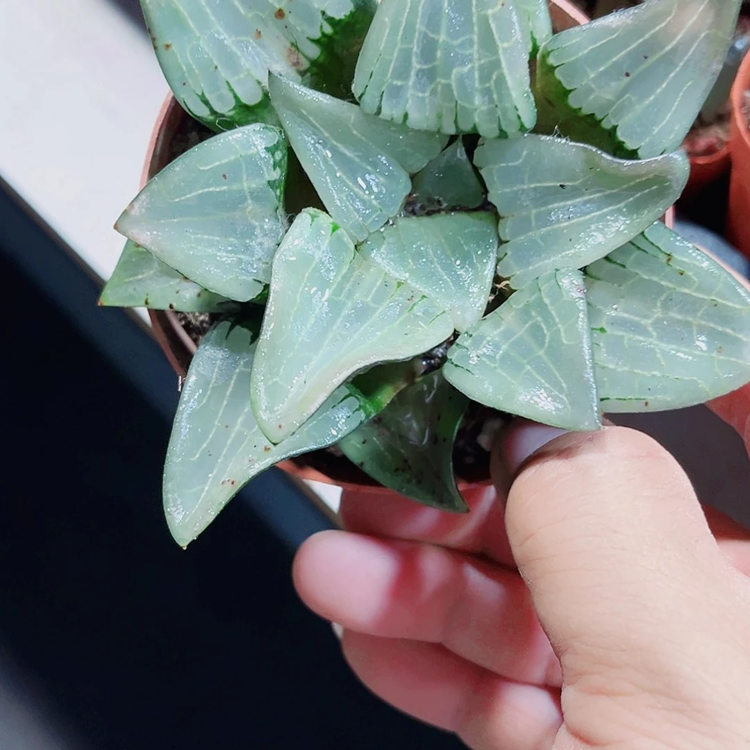 特价处理寿系列的