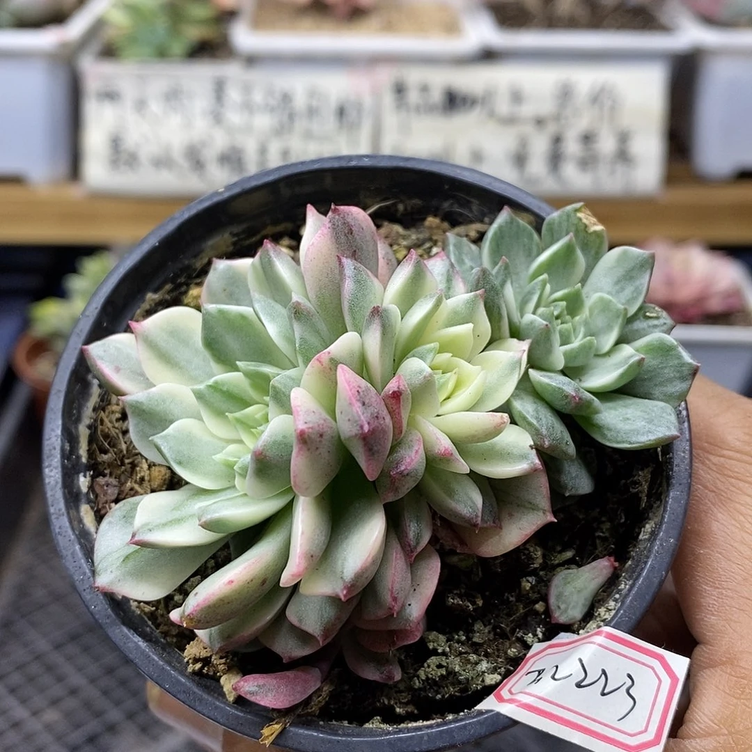 22223 奥利维亚锦群