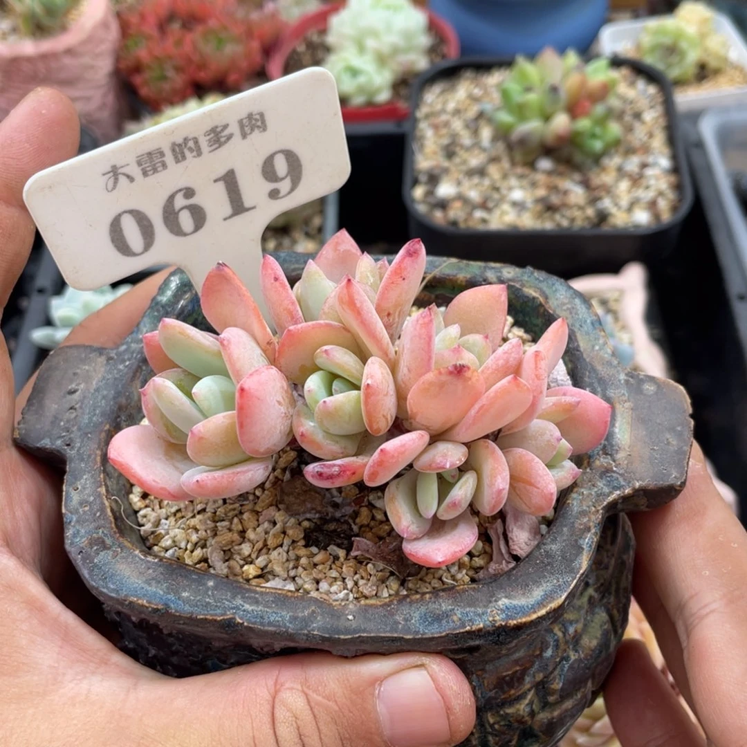 0619白月光不带盆9厘米