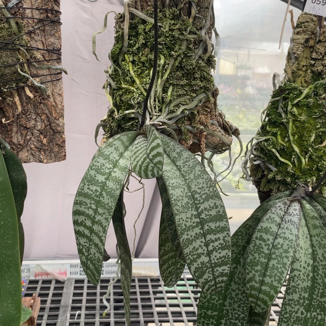 完全开放山採西板植