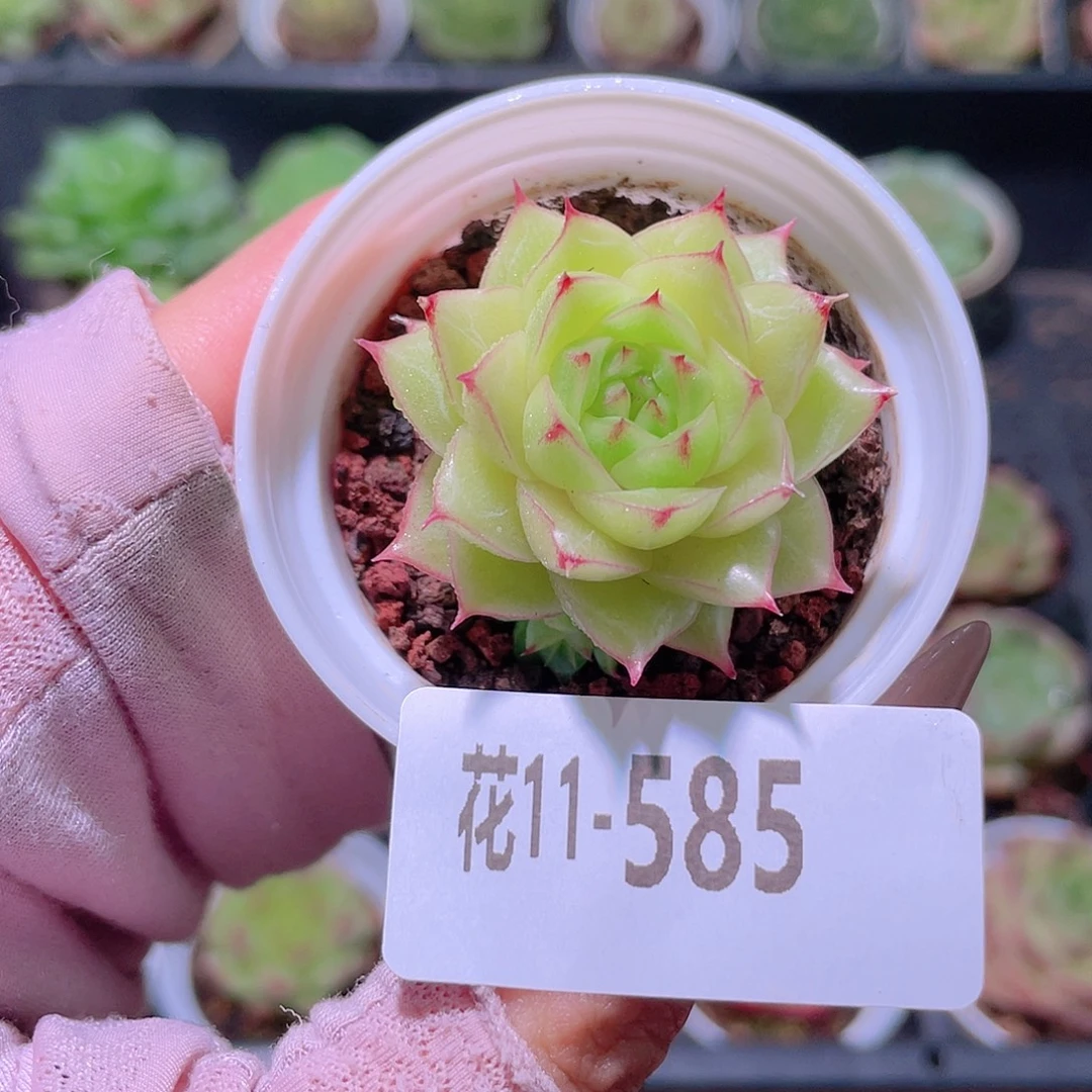 花利美11-585麦秆