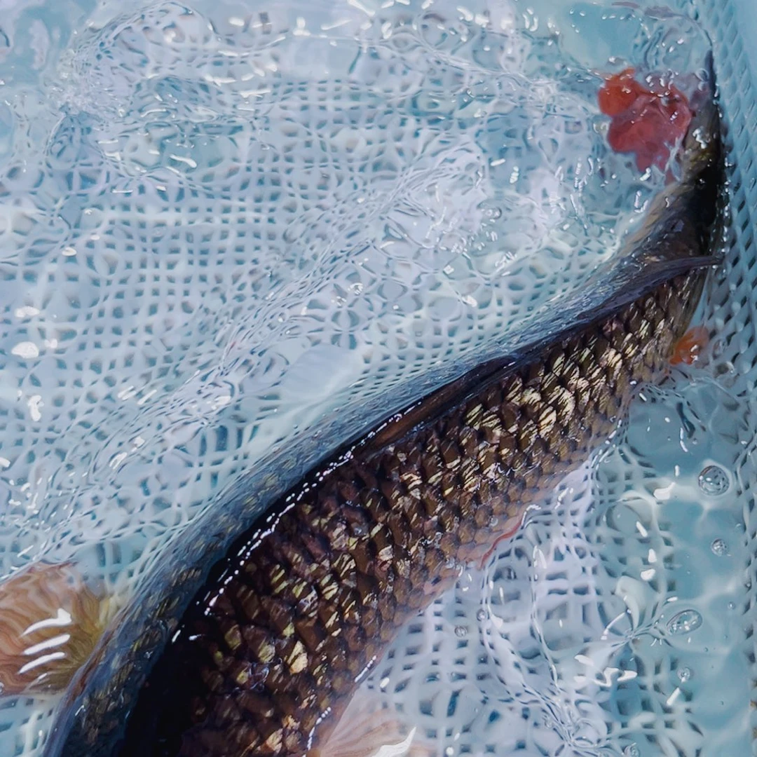 锦鲤锦鲤冷水鱼观赏107