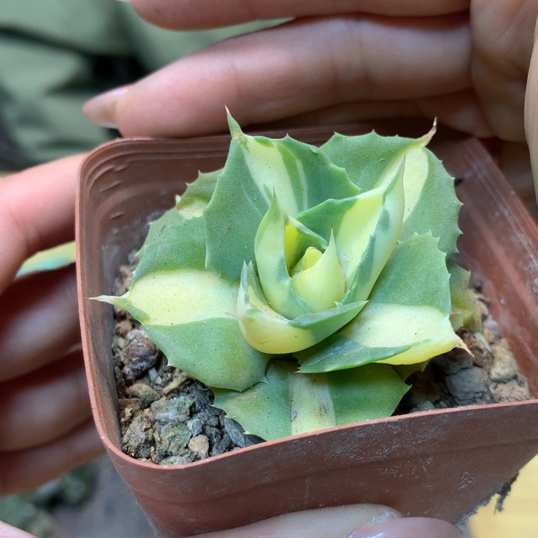 王妃雷神黄中斑锦 叶展5公分