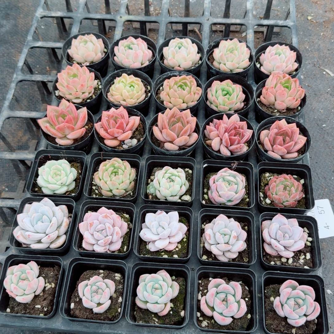 4-57多肉杂交三十颗带盆土发货量拍