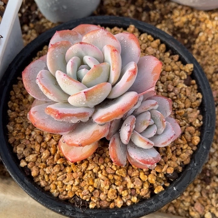 奶茶 老桩 夏鸣园艺