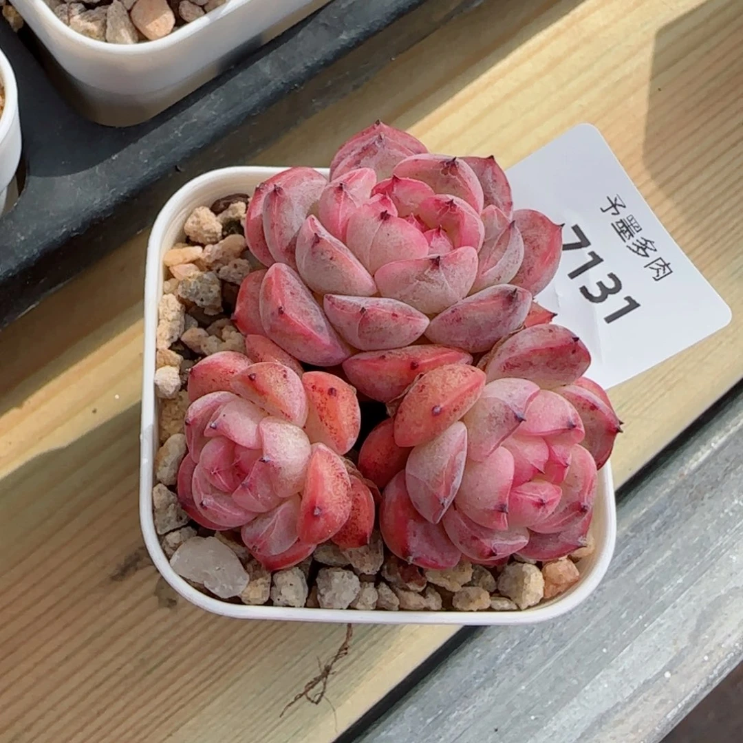 森林玫果，7131多肉