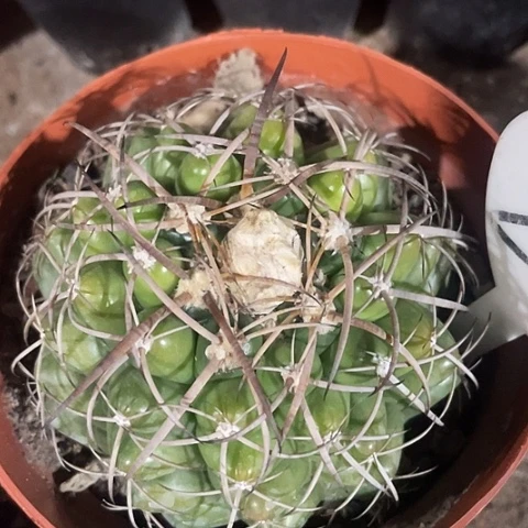 实生狂刺圆盘玉福利