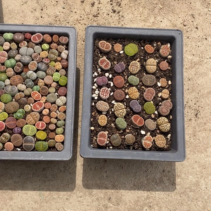 艾***2无花朵生石花等植物557