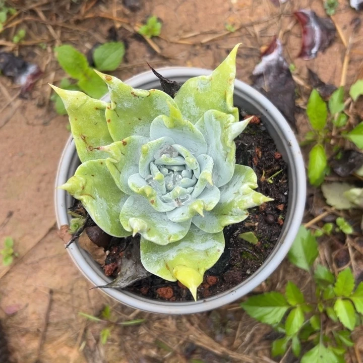 卷毛～一物一拍仙女杯125