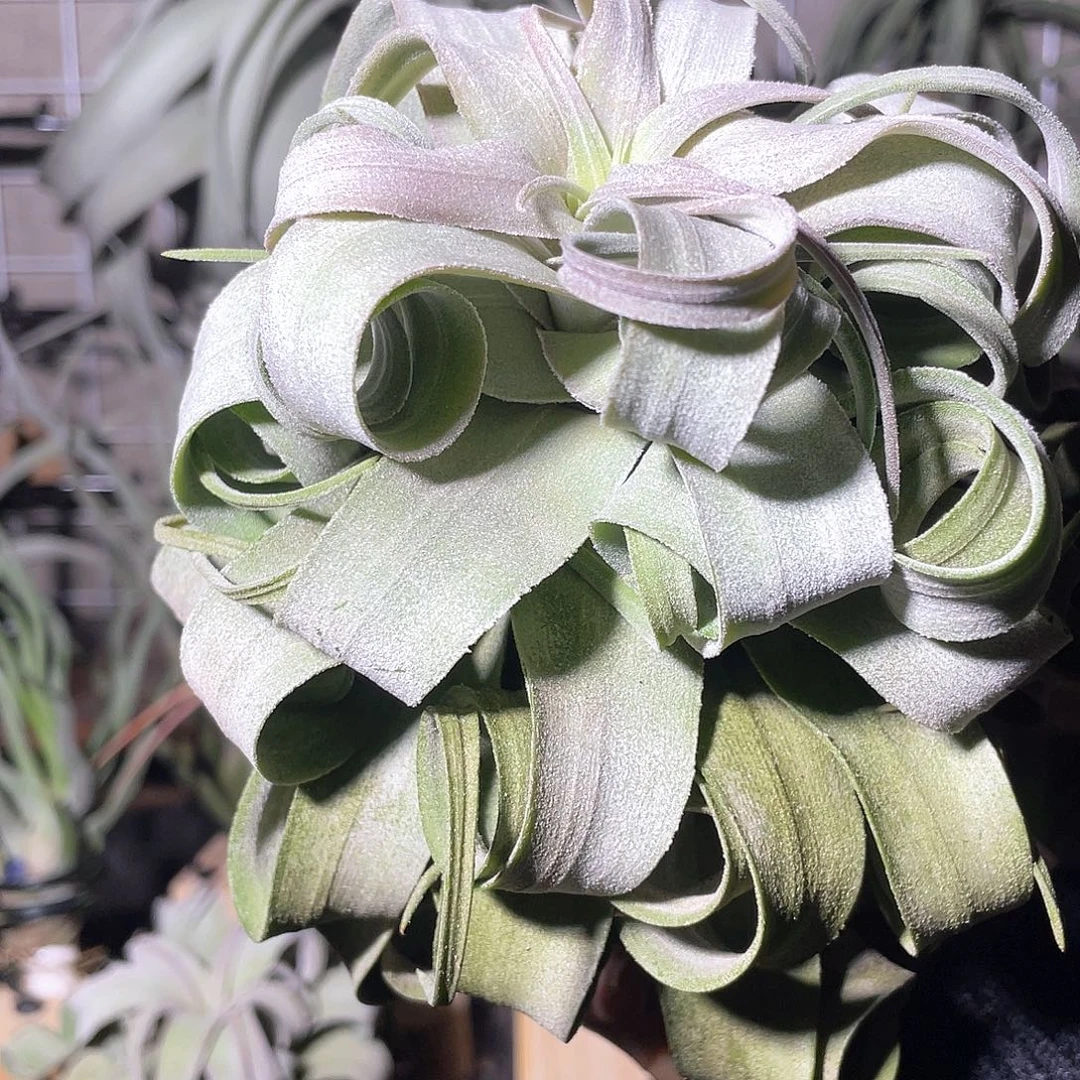 ****1电卷69号空气凤梨