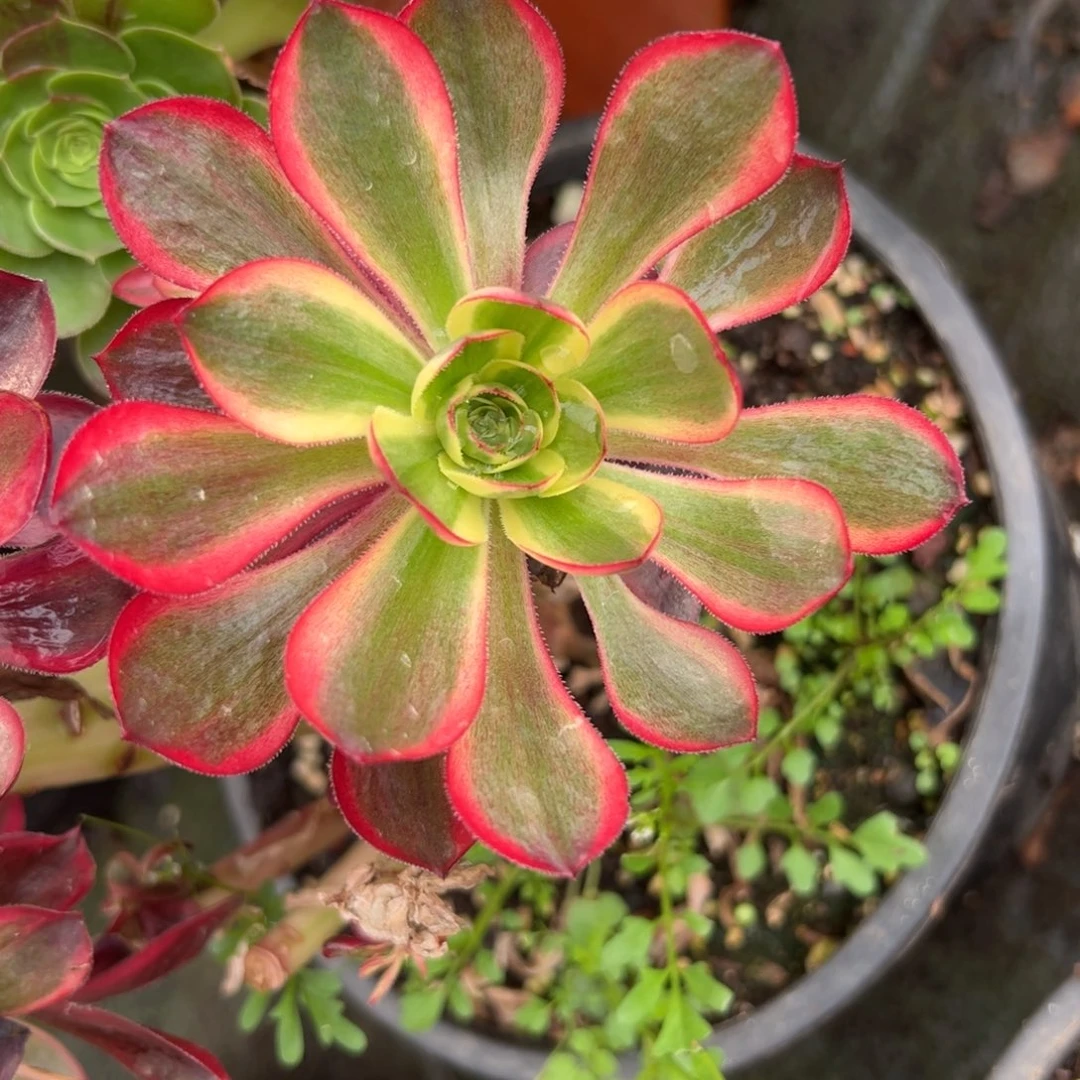 红魔女一颗5多肉