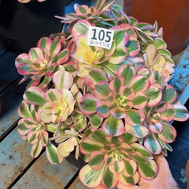 郭***芬105倾城朵朵发发发
