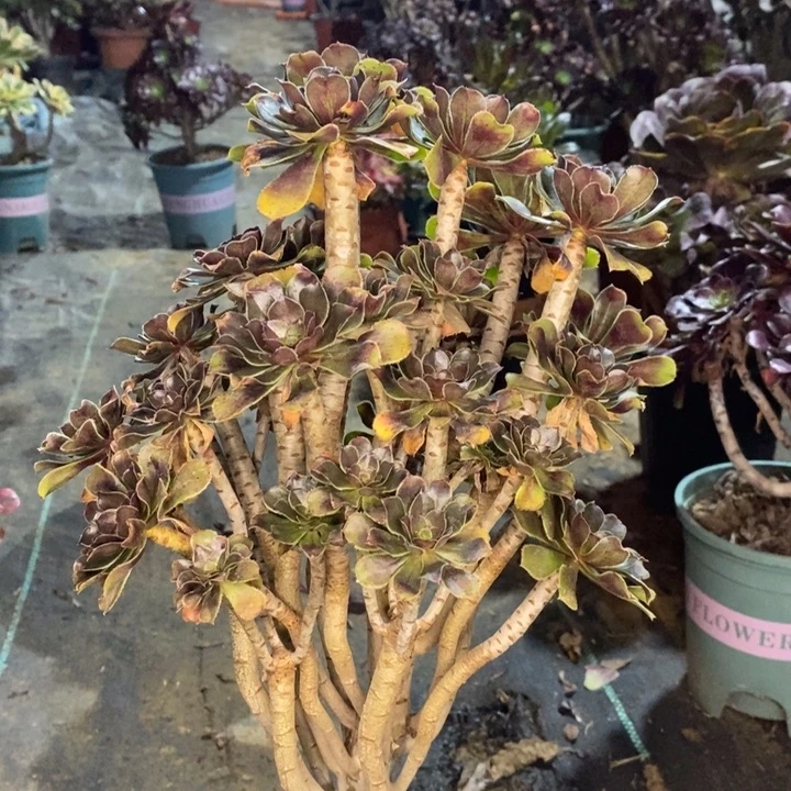 灰法多肉植物57。