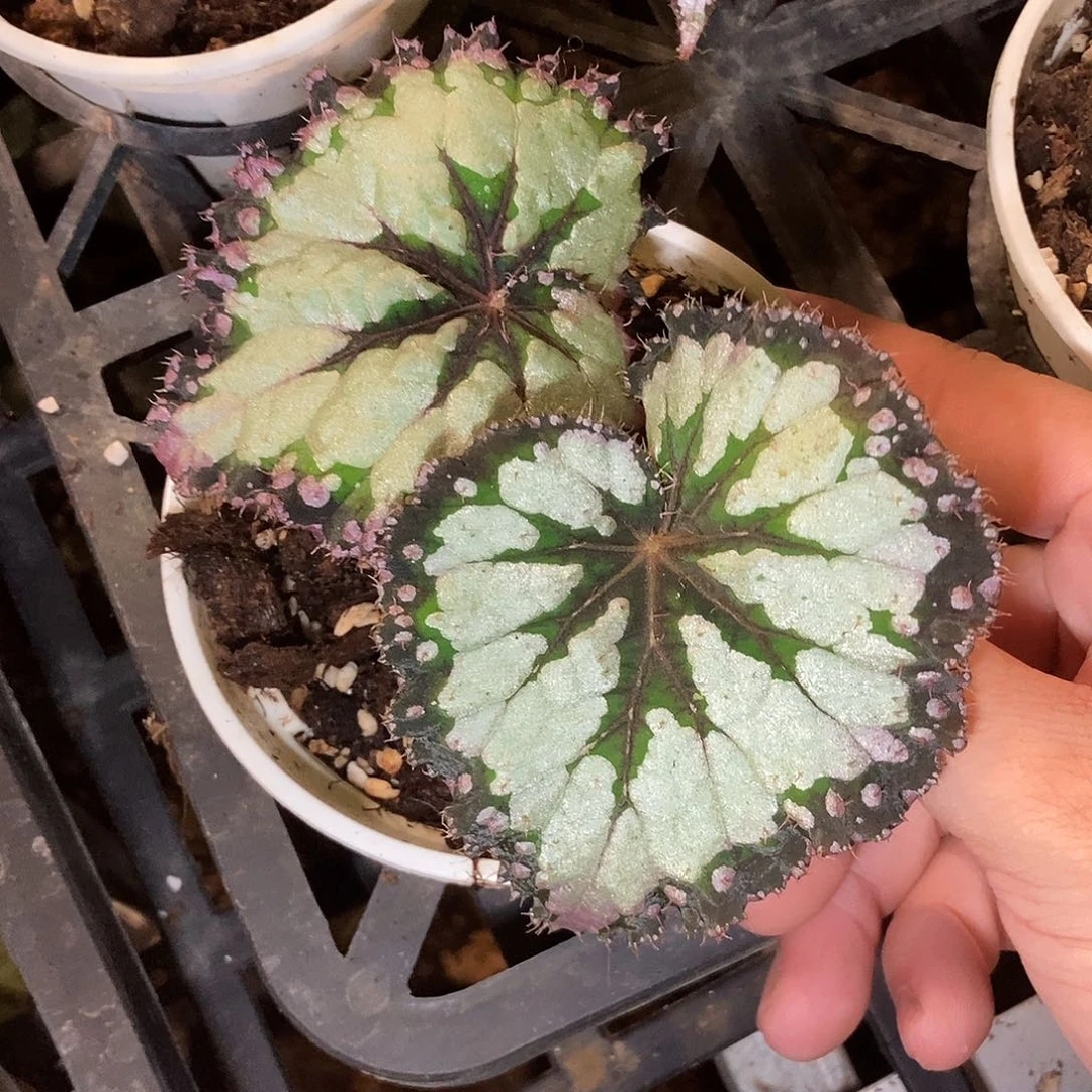 杂菜秋海棠一物一拍