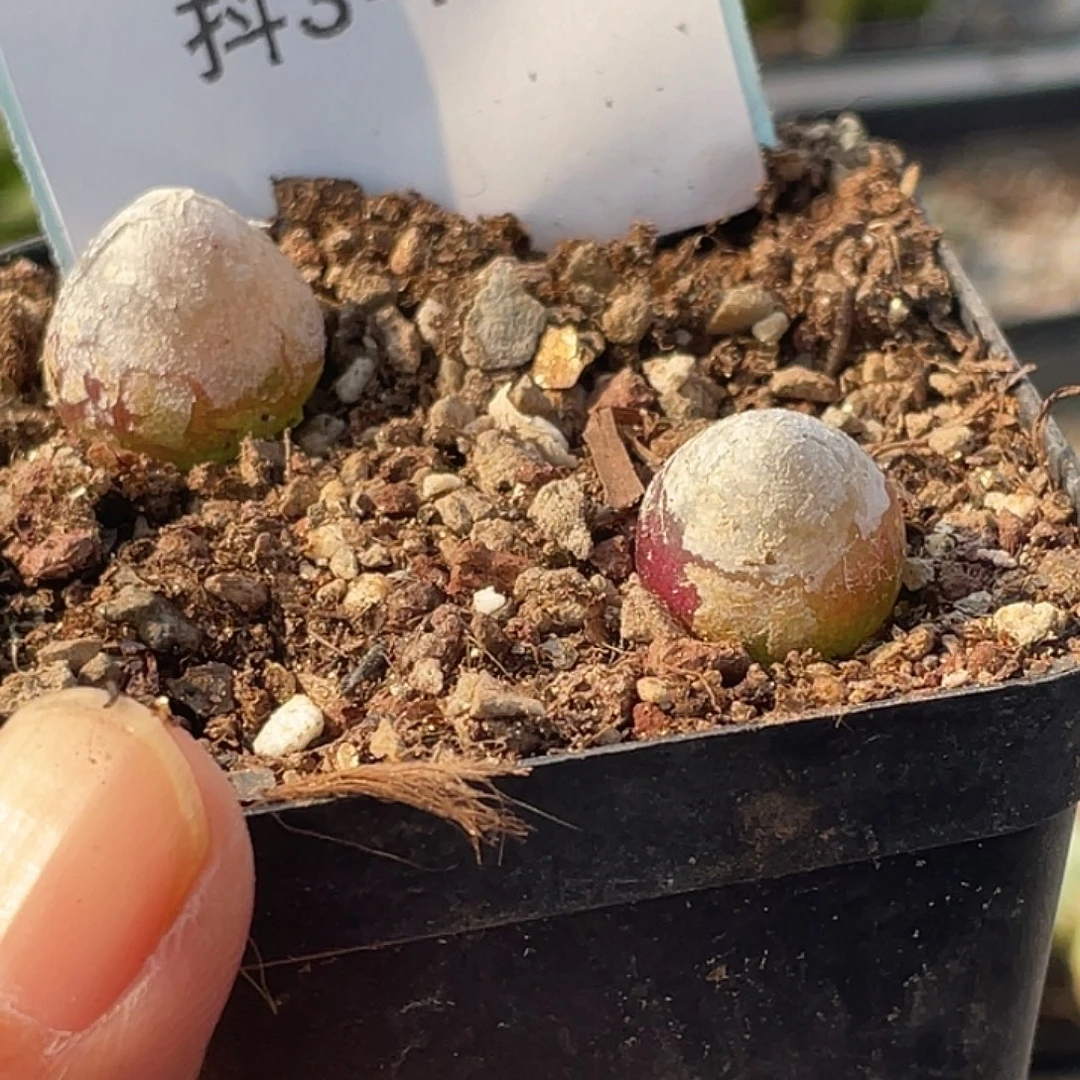 3-75灯泡多肉植物