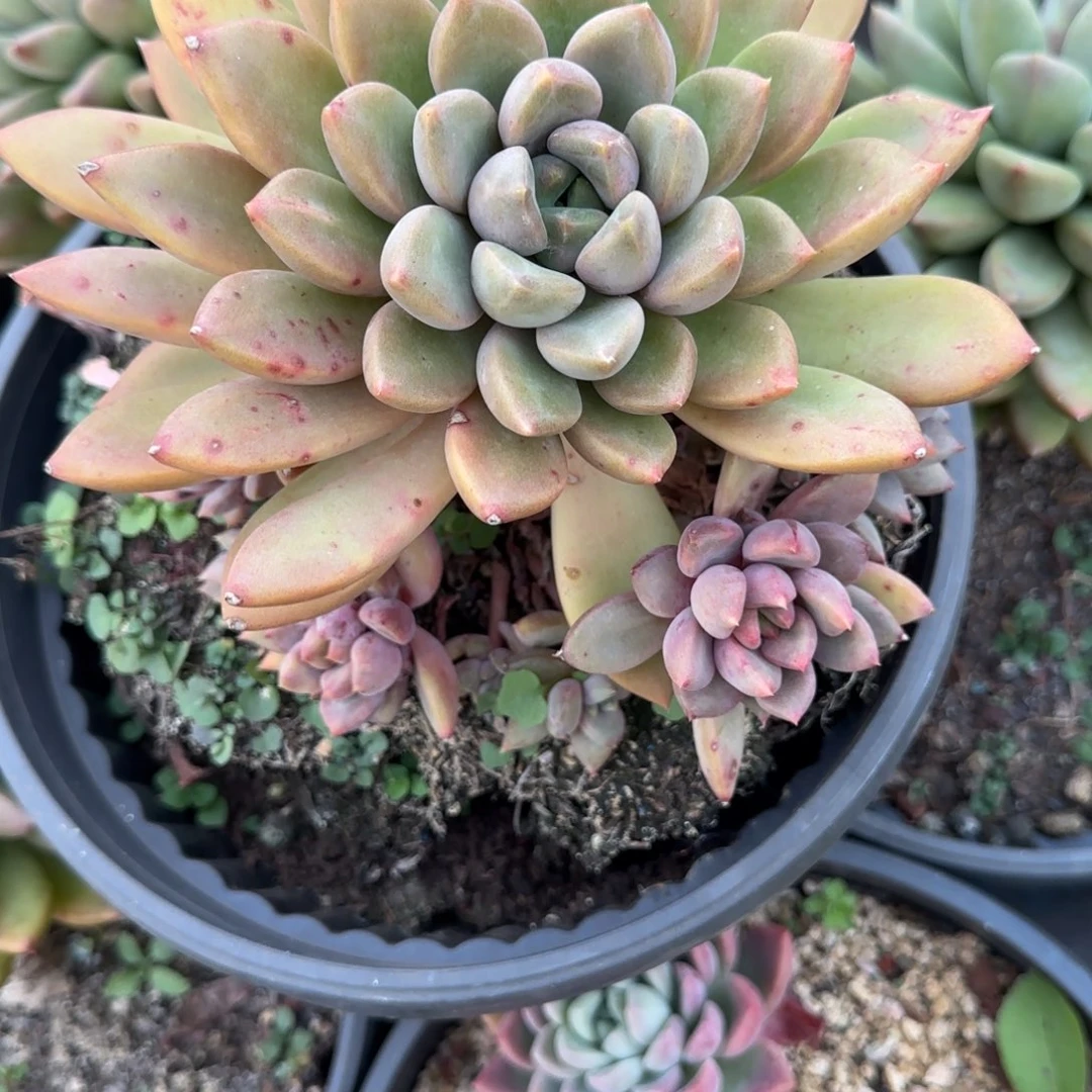 多肉植物多肉植物