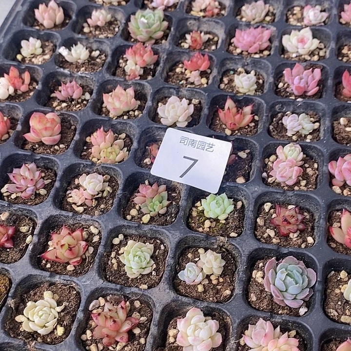 7 多肉植物盆栽花卉