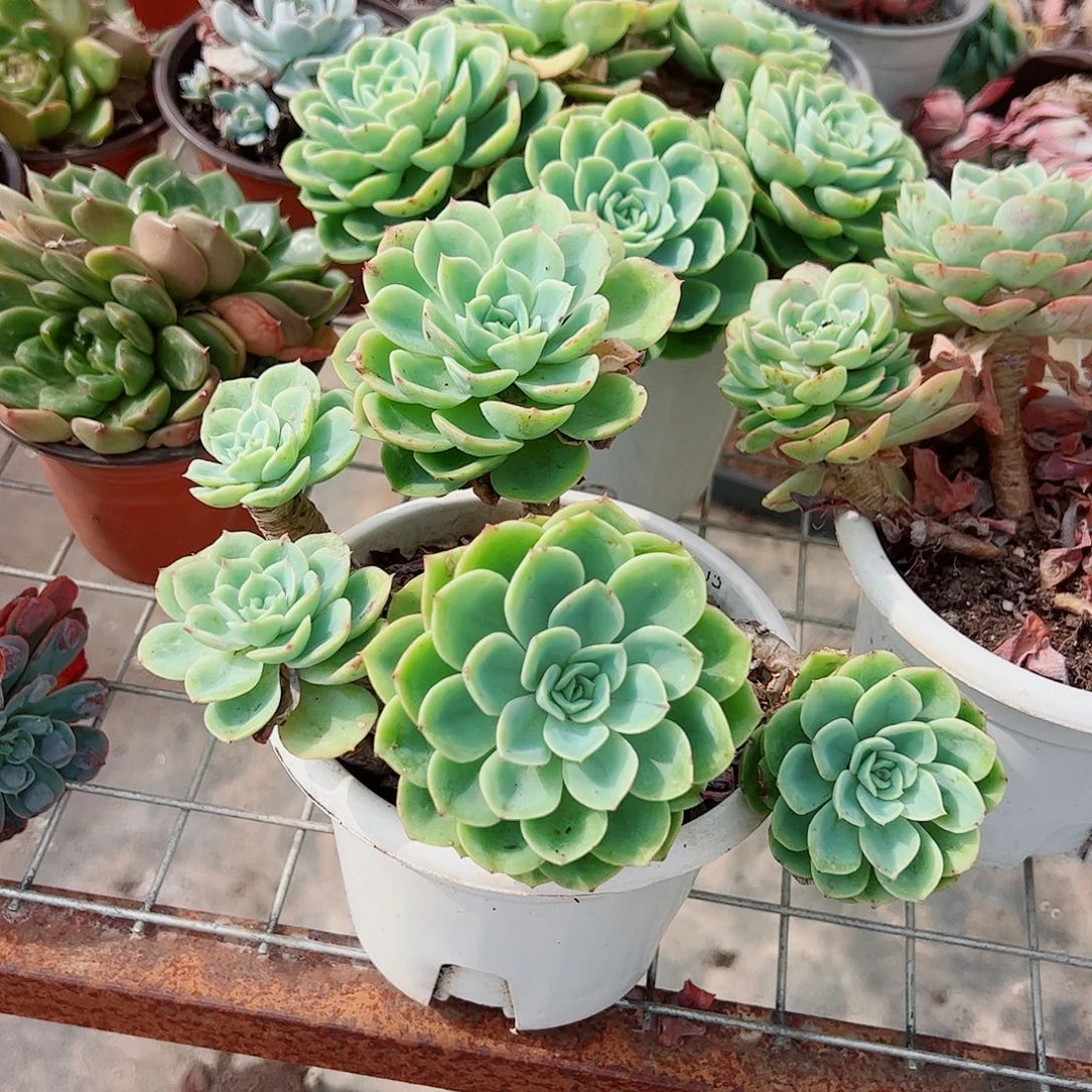 哈密瓜多头群生老桩特价
