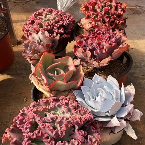 独**野50 号包菜系列 7棵