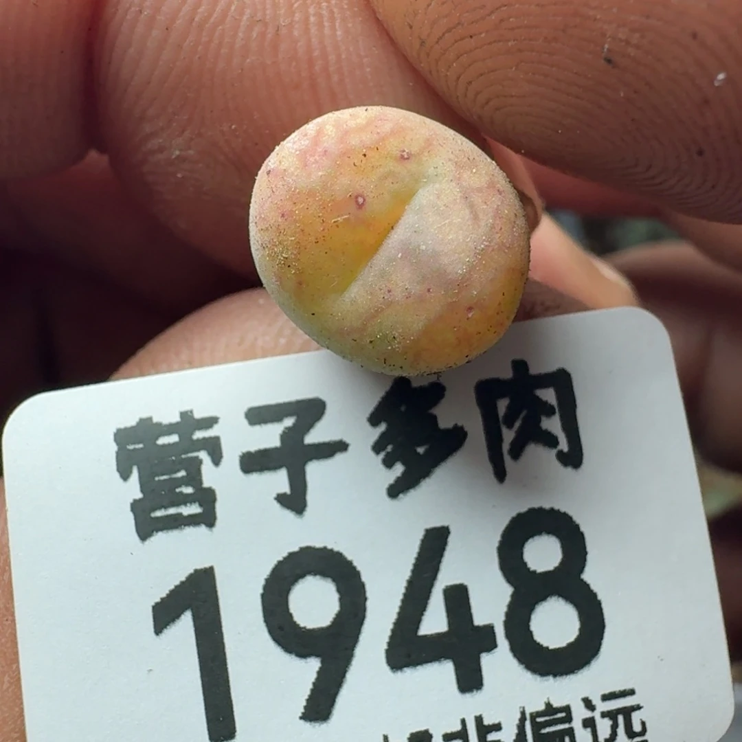 毛杂
