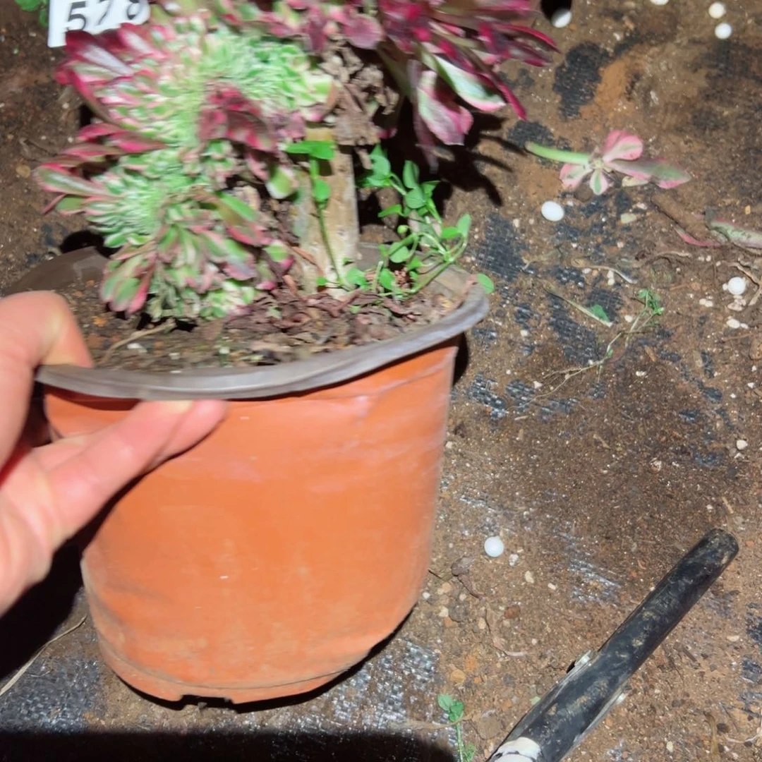 578 号法师多肉植物新年快乐