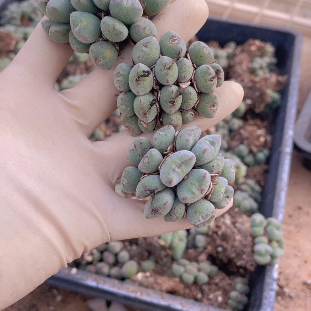 3颗口笛88888888888